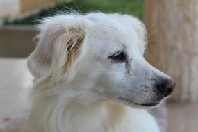 charming white puppy