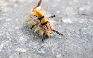 fluffy caterpillar on the ground close-up on blurred background