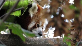 closeup view of Cute red panda in the wildlife