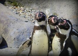 herd of penguins in antarctica
