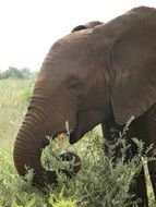 pleasant Elephant Safari