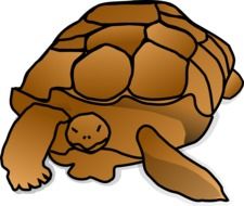 Brown turtle drawing clipart