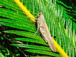 incredibly beautiful Grasshopper