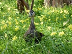 duck and yellow flowers