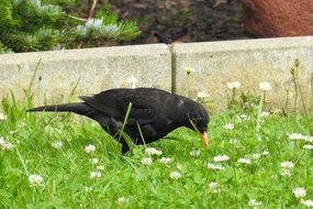 foraging male blackbird