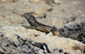 lizard on a stone in the animal world of cyprus