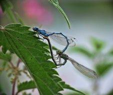 blue dragonfly on nettle