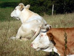 cattle in a meadow with dry grass