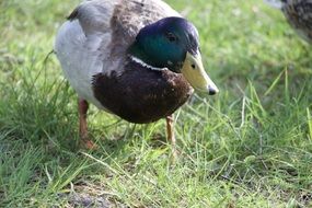 Duck is standing on the grass