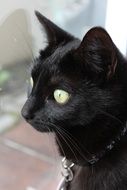 Cat Black portrait