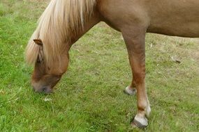 Icelandic pony eating grass in a pasture
