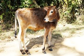 Young Cattle