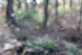 Macro photo of the white cobweb