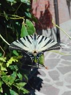 butterfly with beautiful black and white wings