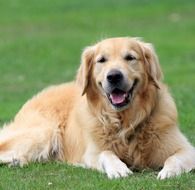 strikingly beautiful Golden Retriever