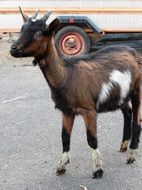brown Goat on road