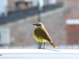 little yellow Bird portrait