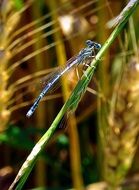 blue ragonfly in nature