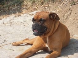 Boxer dog relax on the sand