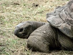 large tropical turtle