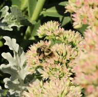 pollination of a flower by a bee