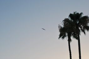 Bird and two Palms in Sunset sky