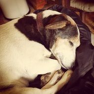 delightful Dog Jack Russell