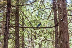 blue bird is sitting on a branch in the forest