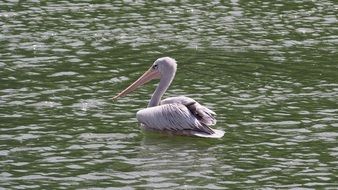 pelican on the water