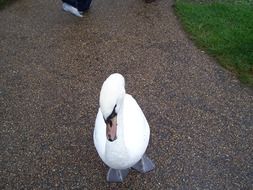 Beautiful white Female mute swan on the path