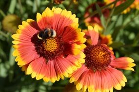 Bee on Flowers