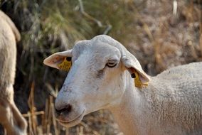 goat on pasture