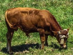 brown livestock on a green pasture