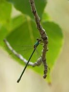 Macro Photo of Dragonfly on a branch