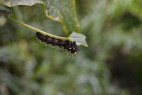 black caterpillar on a green plant close-up