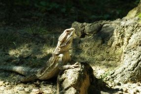 bearded dragon on the stone