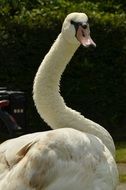 curious white swan