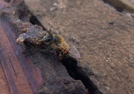 closeup photo of honey bee on wooden hive