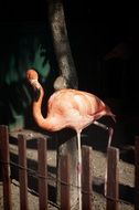 Flamingo in the park