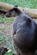 ground kangaroo in the aviary in the zoo