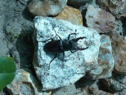 black large beetle on the stone