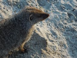 meerkat sitting in sand