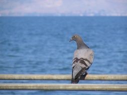 beautiful and cute Dove Bird