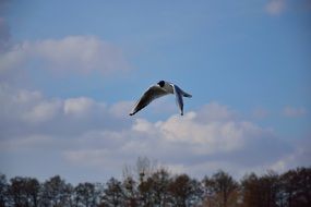 seagull hovers over the trees