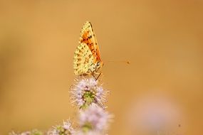 elegant yellow butterfly on the pink flower