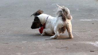 playing domestic dog on the beach