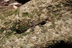 lizard on a stone in australia