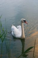 swan on the water near the reeds