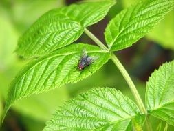 macro view of beautiful and cute Fly on a leaf