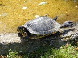 Turtle near Water close portrait